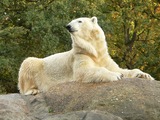 Polar Bear Photo Gallery