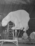Polar Bear arctic circus performing