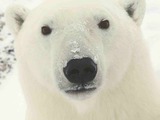 Polar Bear arctic close face portrait