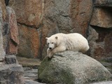 Polar Bear arctic endangered captivity