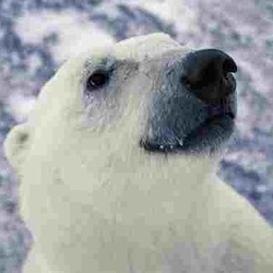 Polar Bear arctic face portrait