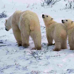Polar Bear arctic mother cubs Ursus maritimus