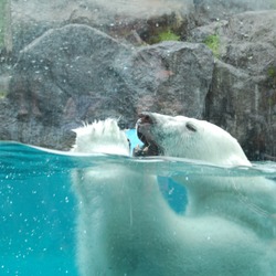 Polar Bear arctic swimming Canada