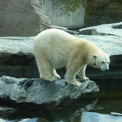 Polar Bear arctic white ice