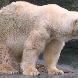 Polar Bear arctic white oso