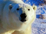 Polar Bear arctic wild face portrait