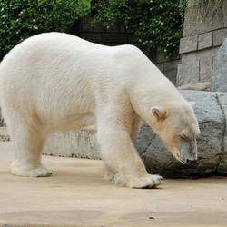 Polar Bear arctic zoo