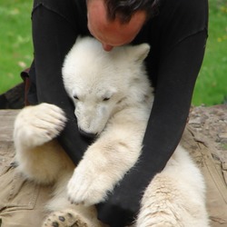 Polar Bear cub hug Ursus maritimus