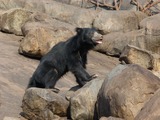 Sloth Bear Photo Gallery