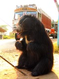 Sloth Bear Photo Gallery