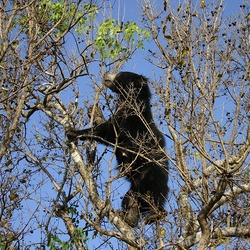 Sloth Bear SlothBearTree