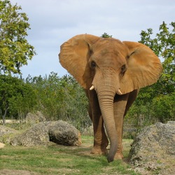 African Elephant Afrikanische Elefant