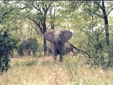 African Elephant Curious Zim