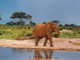 African Elephant Curled_trunk wild water hole