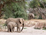 Desert elephants in the Huab River