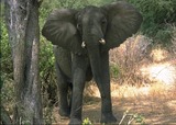 African Elephant Photo Gallery