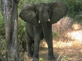African Elephant Elefante Lake Manyara Park