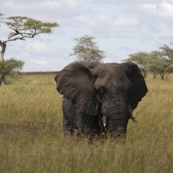 African Elephant Loxodonta africana Serengeti