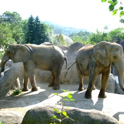 African Elephant Loxodonta africana Taipei Zoo