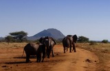 African Elephant Photo Gallery
