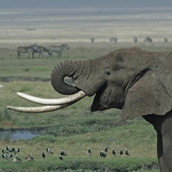 African Elephant Tanzanian_Elephant
