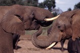 African Elephant Photo Gallery