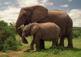 Elephants