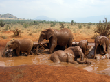 African_Bush_Elephant_mud_bath