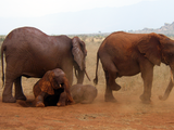 African_Bush_Elephants_in_Tsavo_East_National_Park