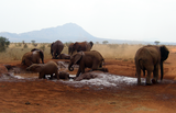 Large Land Mammals