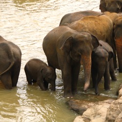 Asian Elephant Indian  orphanage Kandy sri Lanka