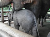 Asian Elephant Indian Baby_elephant