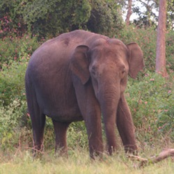Asian Elephant Indian Bandipur