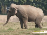 Asian Elephant Indian Chattbir Punjab