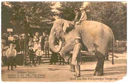 Asian Elephant Indian Elephant Joy Ride