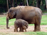 Asian Elephant Indian Elephant_indian_