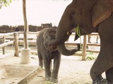 Asian Elephant Indian Elephant_mother_and_calf