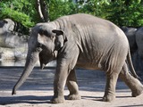 Asian Elephant Indian Elephas_maximus_2