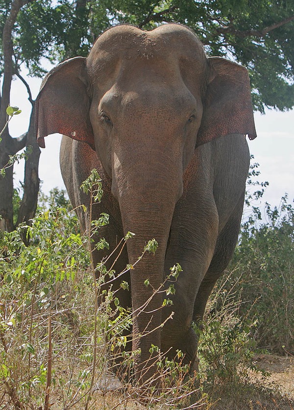 Asian Elephant Indian Indian Elephas