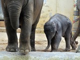 Asian Elephant Indian Kai mook zoo Antwerpen