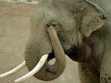 Asian Elephant Indian Lightmatter_elephanttrunk