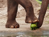 Asian Elephant Indian Loxodonta cyclotis feet