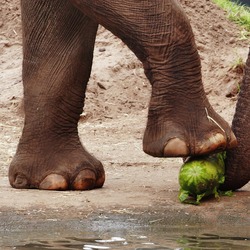 Asian Elephant Indian Loxodonta cyclotis feet