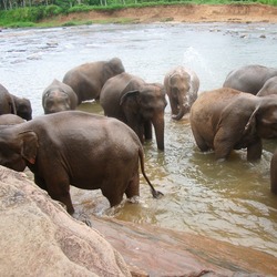 Asian Elephant Indian Pinnawela-bany_dels_elefants3
