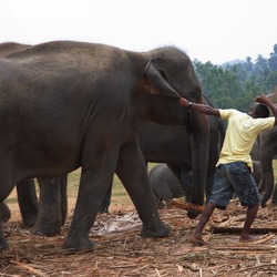 Asian Elephant Indian Pulling_an_elephant