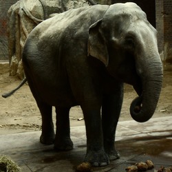Asian Elephant Indian SDC11095_-_Elephas_maximus_(Asiatischer_Elefant)