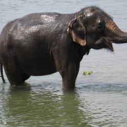 Asian Elephant Indian Sauraha