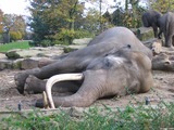 Asian Elephant Indian Sleeping_asian_elephant