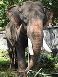 Asian Elephant Indian Thrippunithura-Elephant6_crop