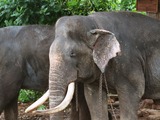 Asian Elephant Indian Tusker_Raja